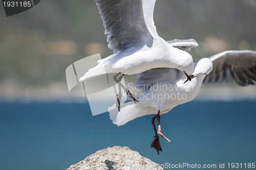 Image of Love is in the air