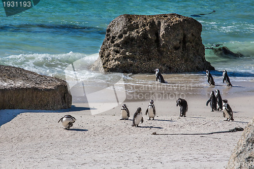 Image of African Penguins