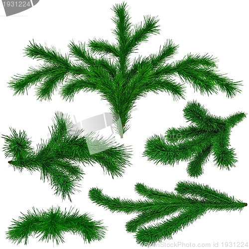 Image of set of Christmas green fir-tree branches