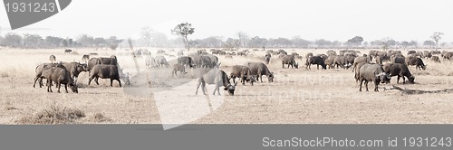 Image of Wild African Buffalo