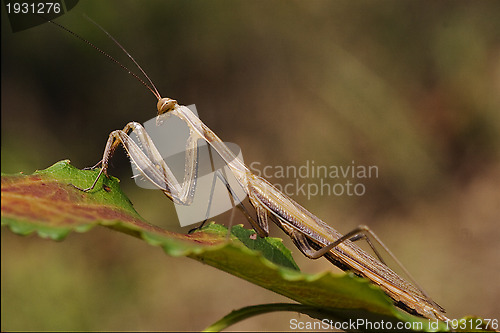 Image of a mantis religiosa