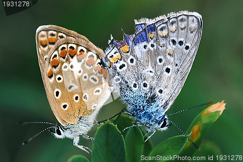 Image of butterfly love