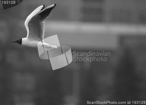 Image of Seagull