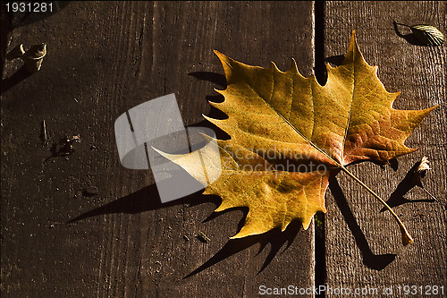 Image of a leaf in autumn in the wood