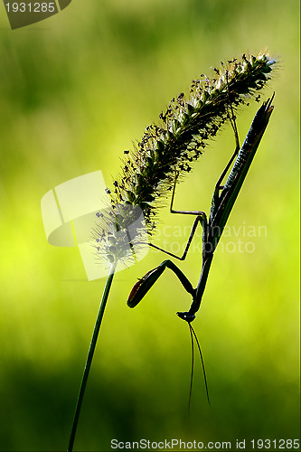 Image of mantis religiosa and shadow