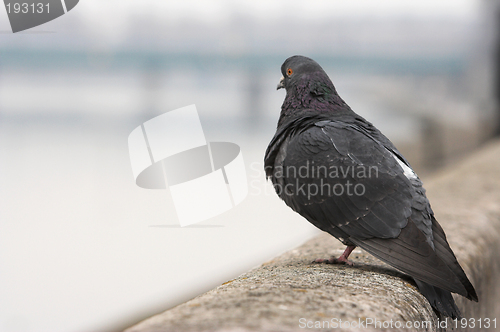 Image of Pigeon