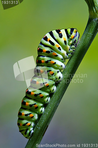 Image of bruco di Papilionidae su un rametto