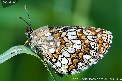Image of butterfly in a leaf