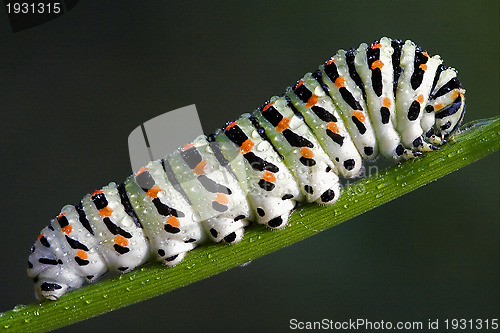 Image of caterpillar of a Papilionidae