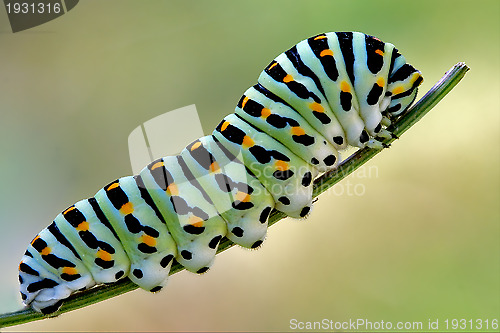 Image of green caterpillar on a fennel