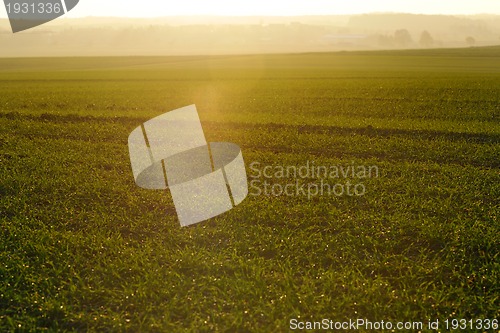 Image of green grass on a background beautiful sunset