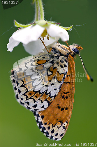 Image of a butterly in a flower
