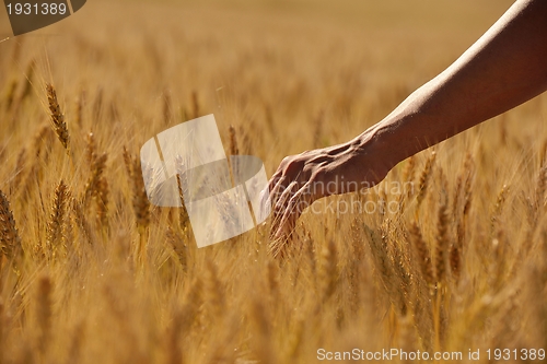 Image of hand in wheat field