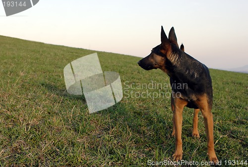 Image of German shepherd