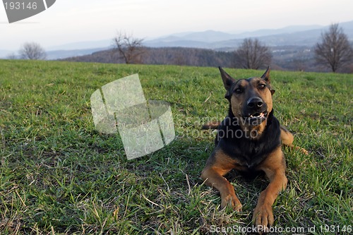 Image of German shepherd
