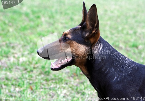 Image of German shepherd