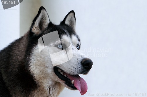 Image of Husky