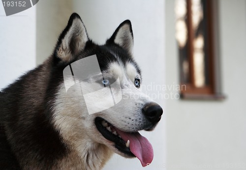 Image of Husky