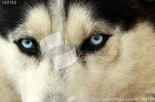 Image of Husky