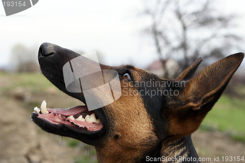 Image of German shepherd