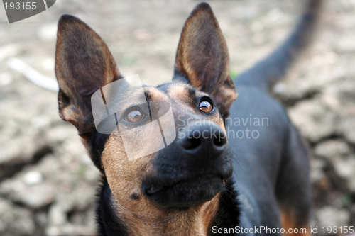 Image of German shepherd