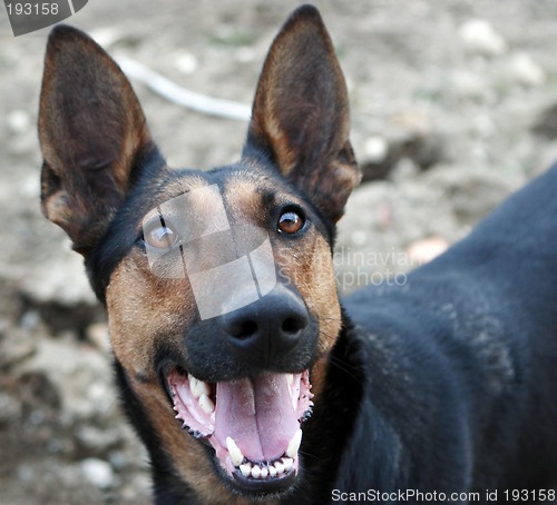Image of German shepherd