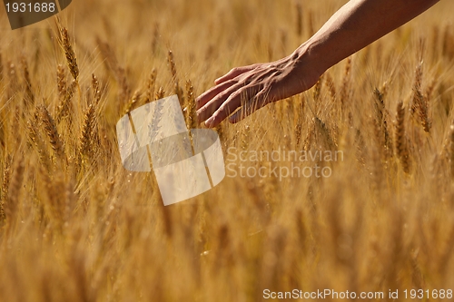 Image of hand in wheat field