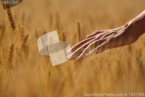 Image of hand in wheat field