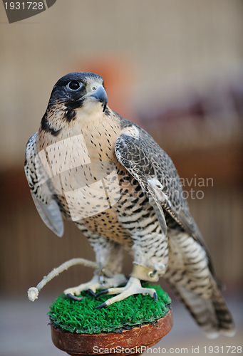Image of arab falcon bird