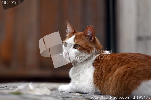 Image of Cat