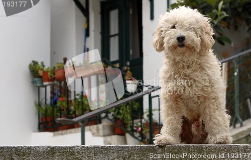 Image of Dog