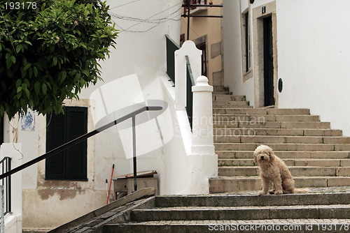 Image of The dog