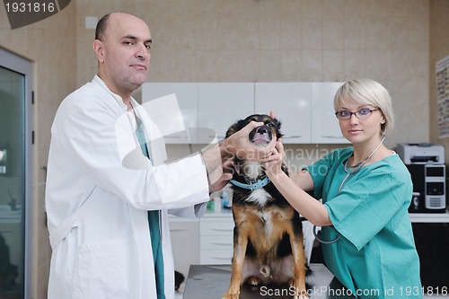 Image of veterinarian and assistant in a small animal clinic