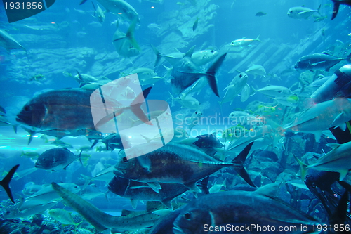 Image of aquarium with fishes and reef