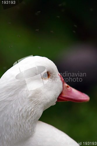 Image of Duck