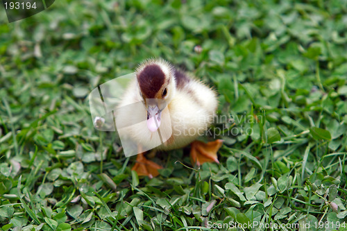 Image of Duckling