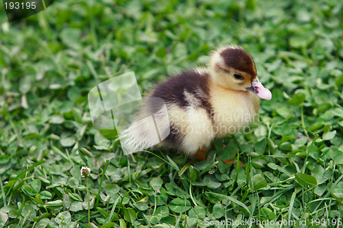 Image of Duckling