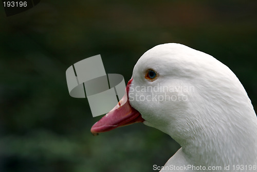 Image of Duck