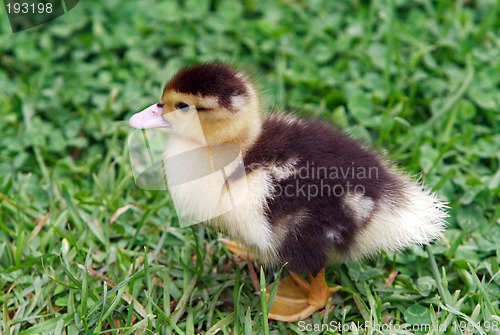 Image of Duckling