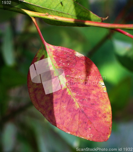 Image of Red leaf