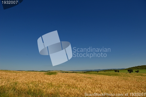 Image of wheat field with blue sky in background