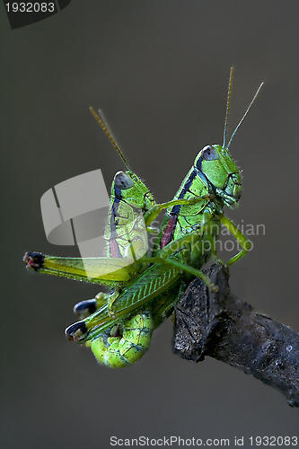 Image of grasshoper sex