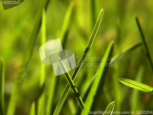 Image of green grass background