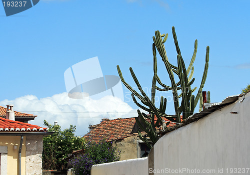 Image of Cactus