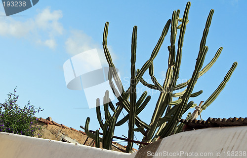 Image of Cactus