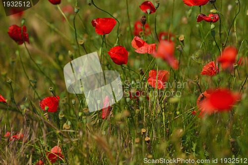 Image of puppy flower field background