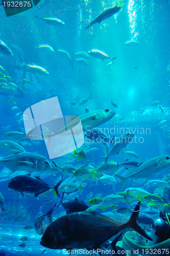 Image of aquarium with fishes and reef