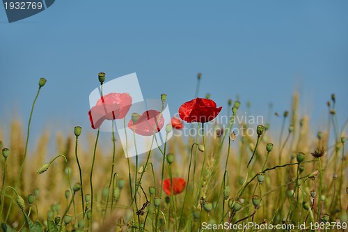 Image of puppy flower field background