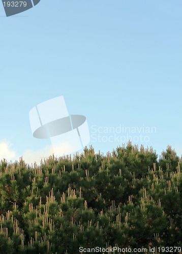 Image of Tree top