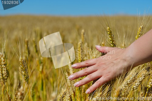 Image of hand in wheat field